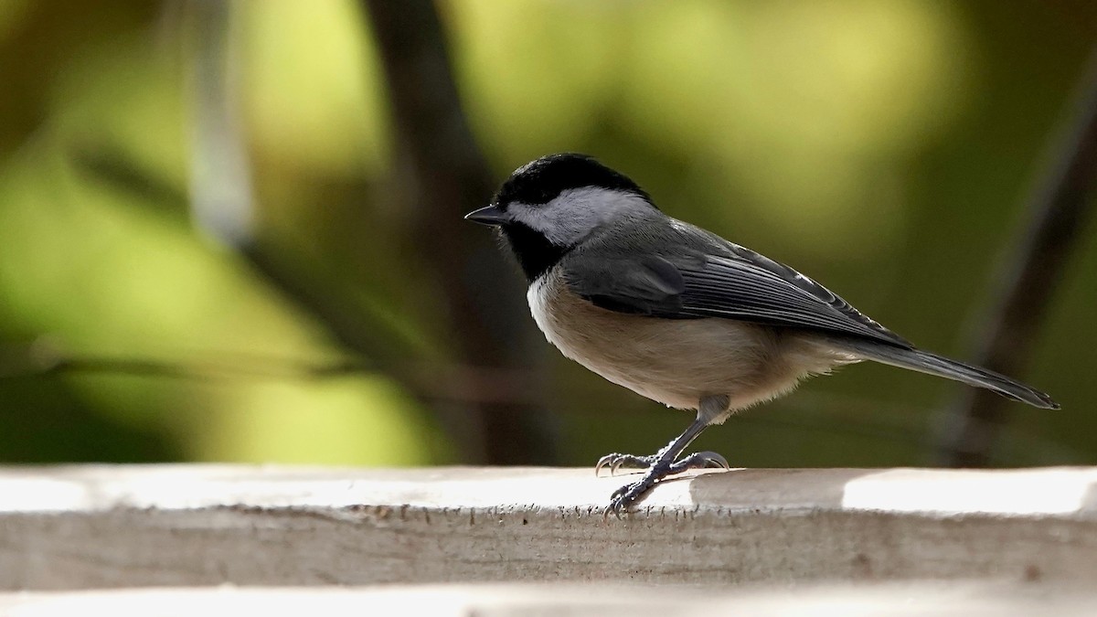 Carolina Chickadee - ML644669928