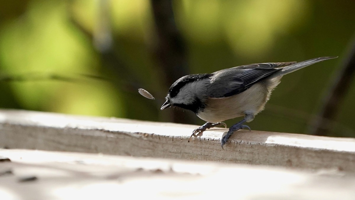 Carolina Chickadee - ML644669931