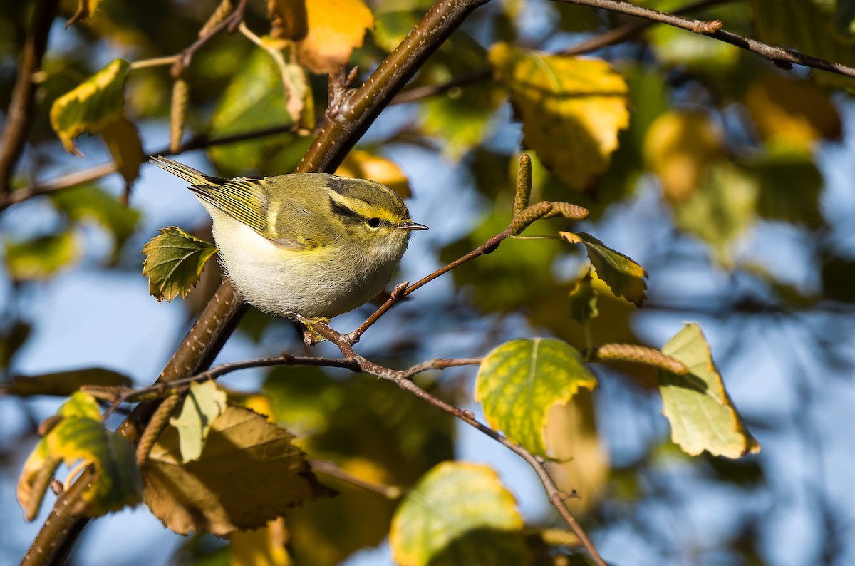 Pallas's Leaf Warbler - ML644669932