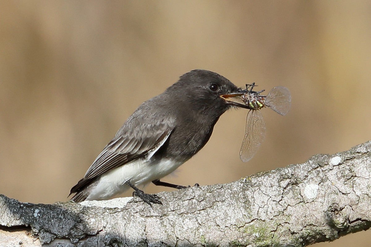 svartfibi - ML644669935