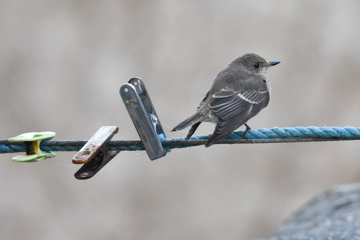 Бөртөт намнаахай - ML644669937