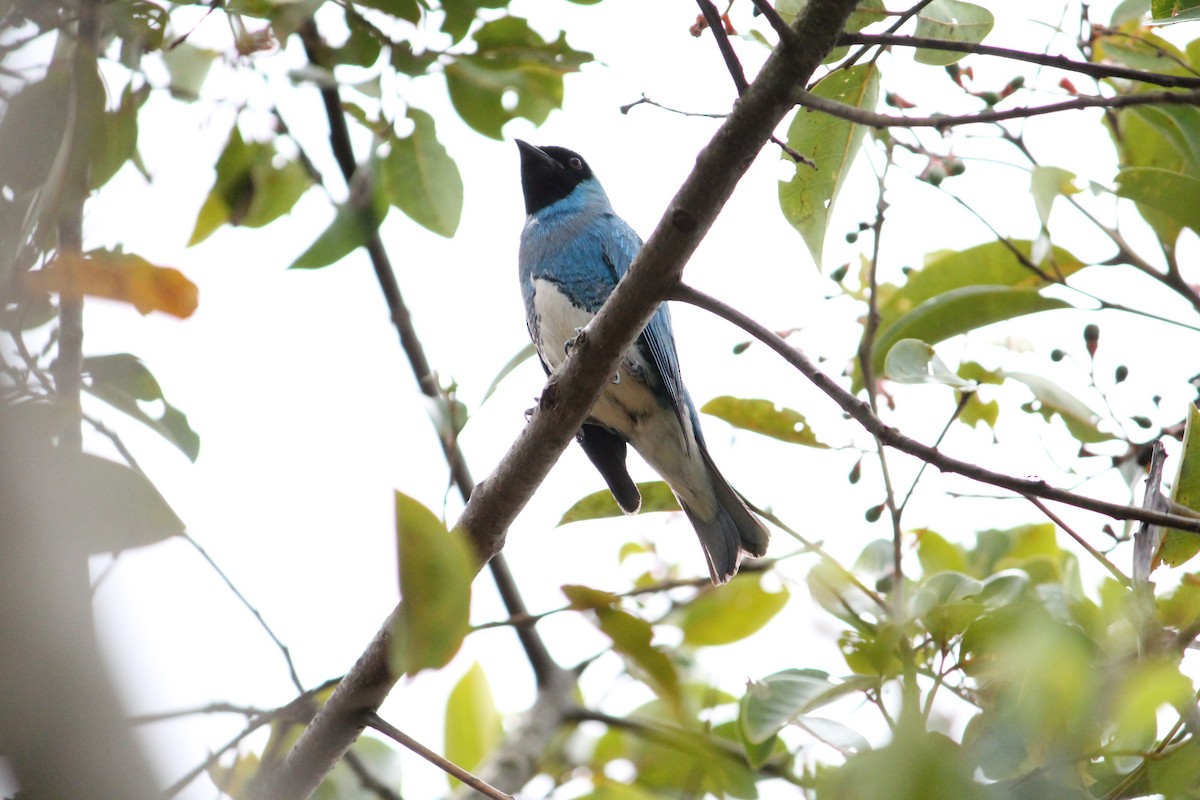 Swallow Tanager - ML644669938