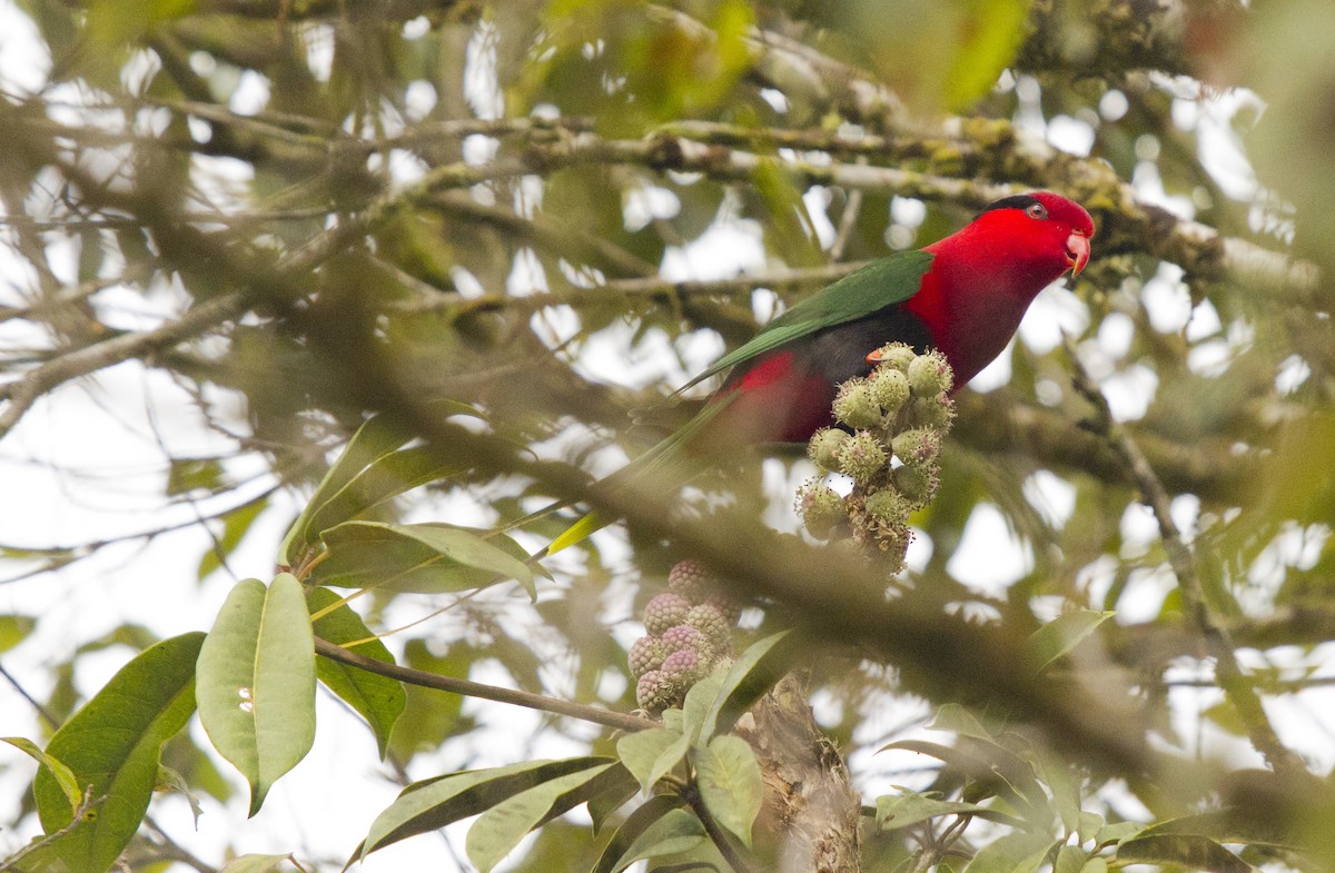 Lori de Stella - ML644669942