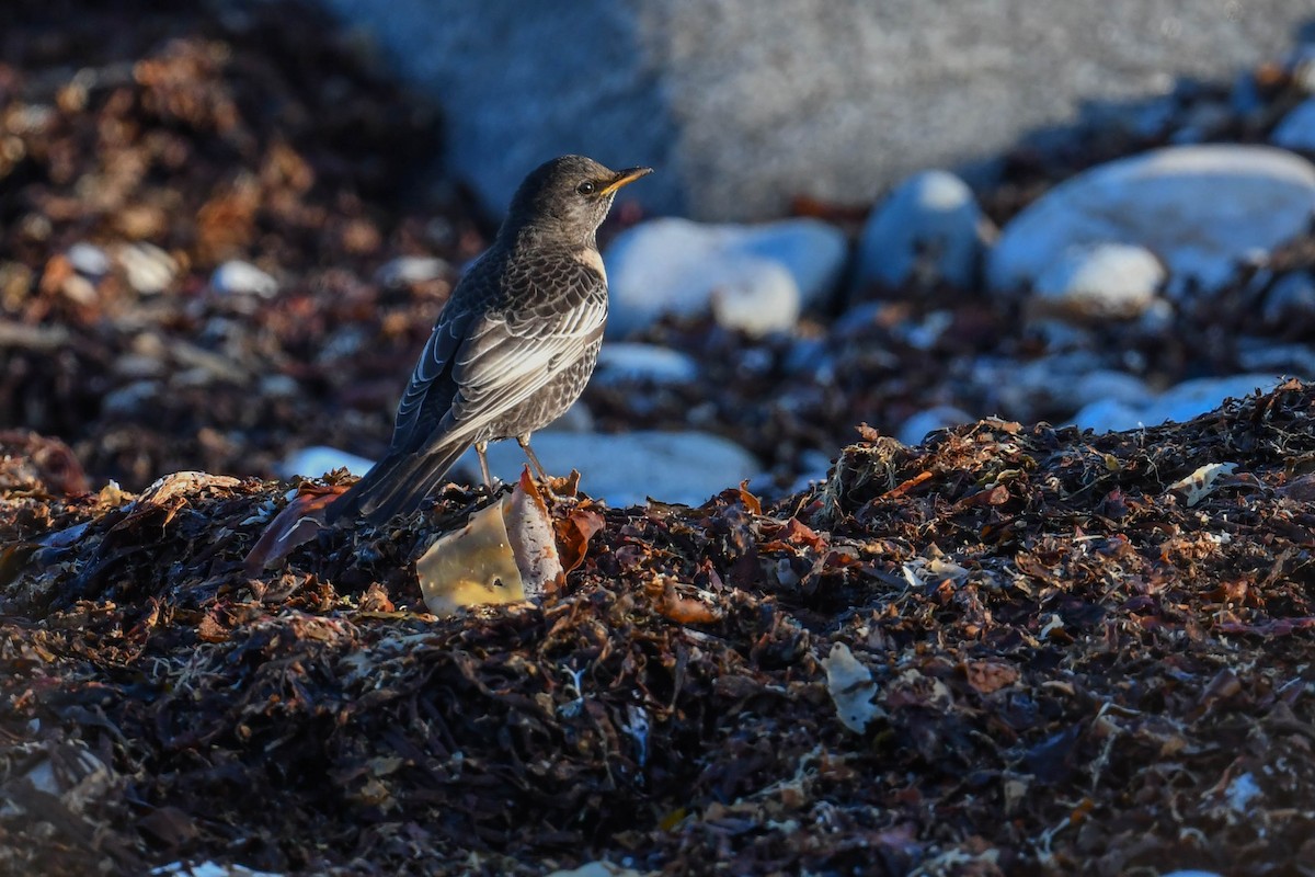 Ring Ouzel - ML644669944