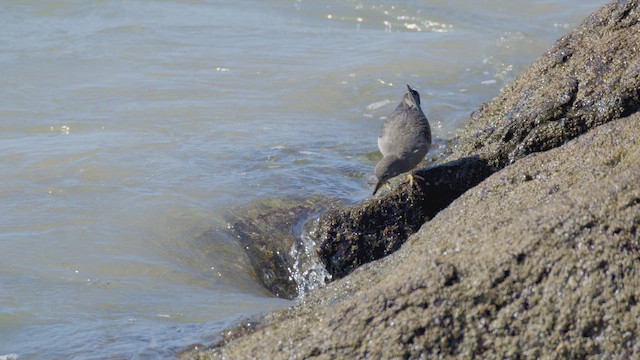 Correlimos de Rompientes - ML644669945