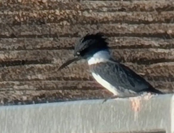 שלדג אמריקני - ML644669946