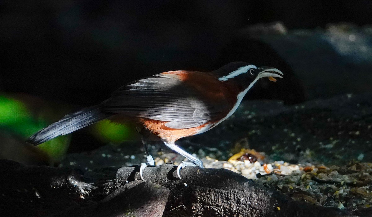 Sunda Scimitar-Babbler - ML644669953