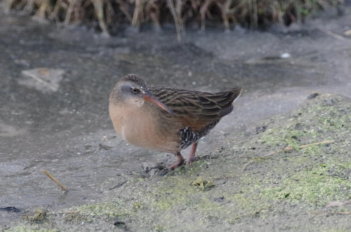 Пастушок віргінський - ML644669954