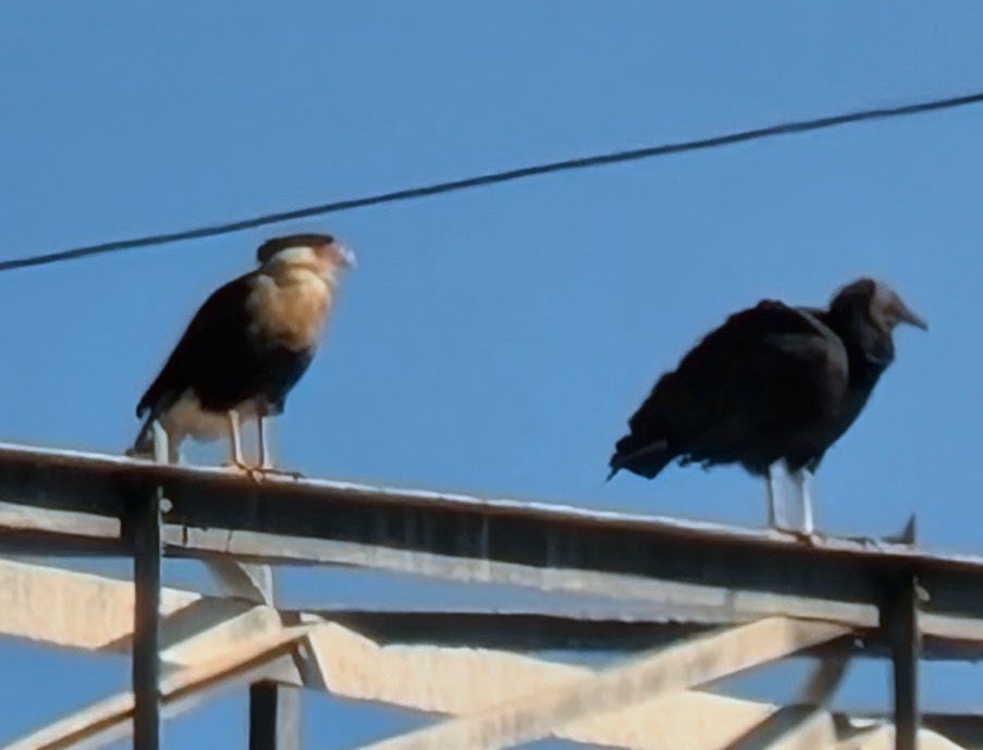 gribbkarakara (cheriway) - ML644669958