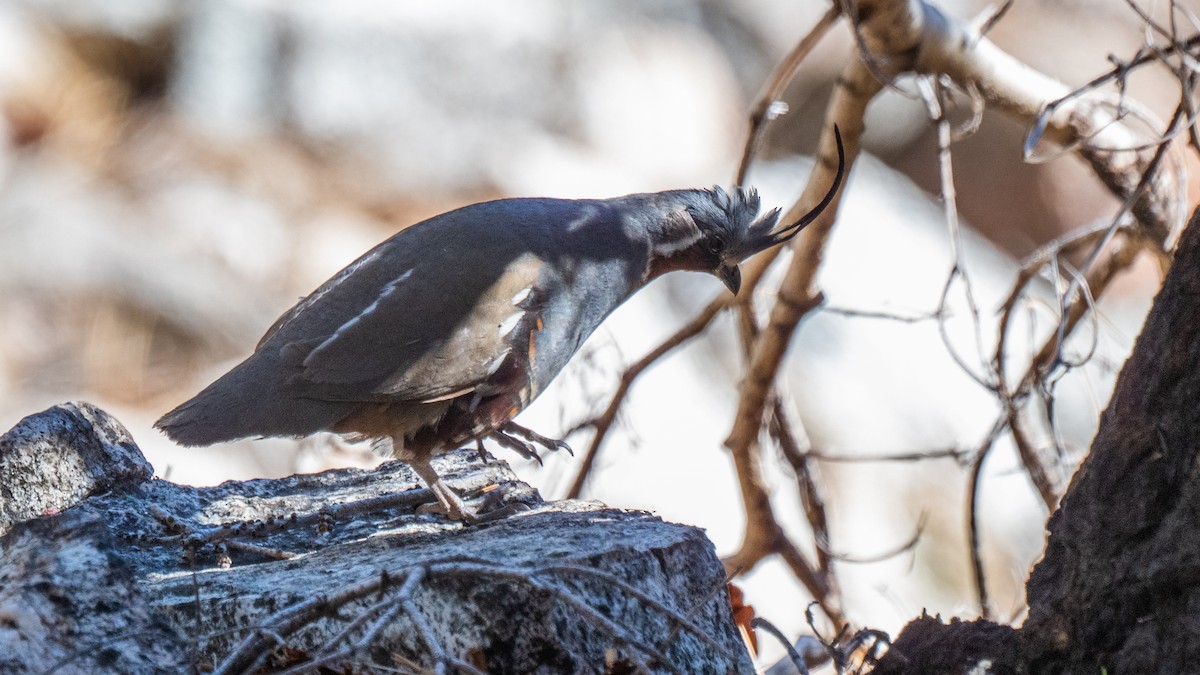Mountain Quail - ML644669960