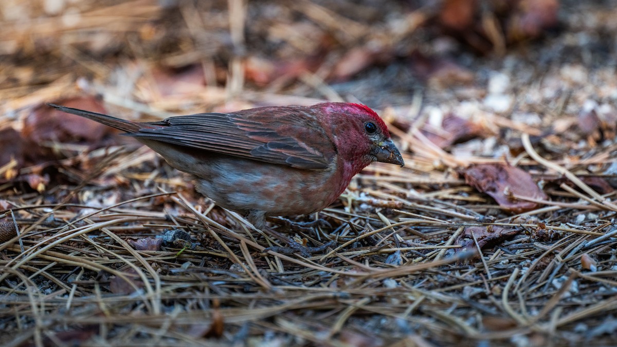 hýl nachový - ML644669966