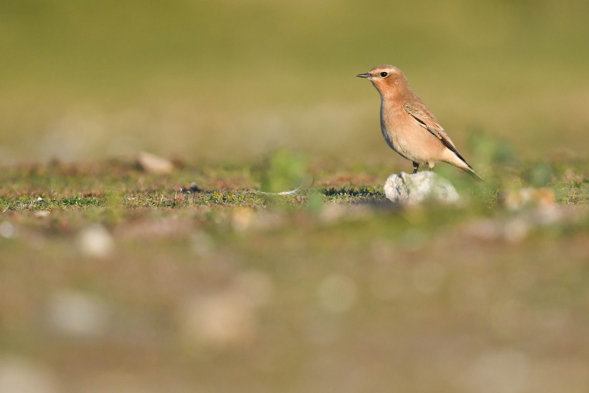 ハシグロヒタキ - ML644669967