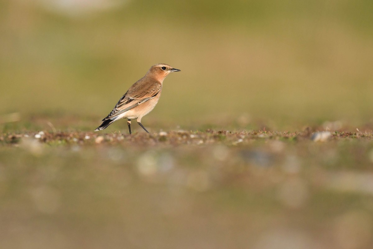 ハシグロヒタキ - ML644669968