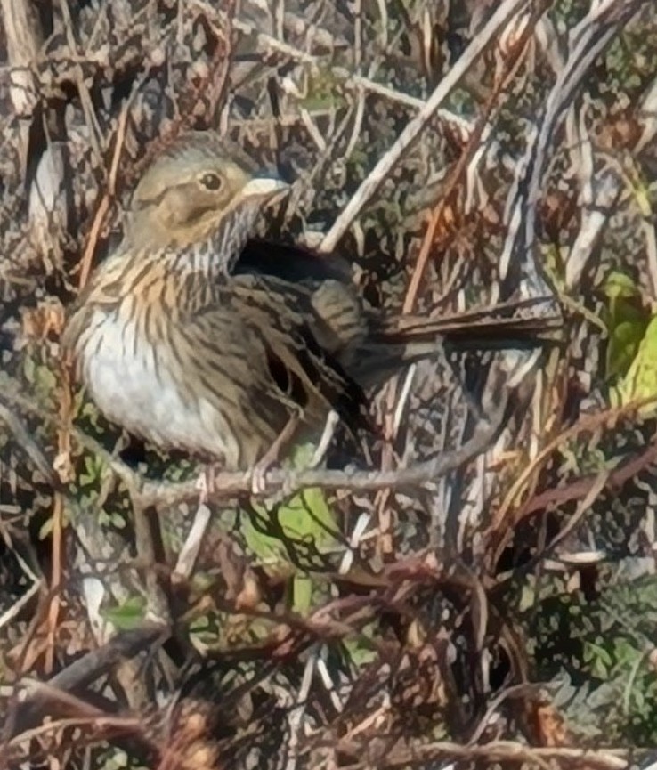 gråbrynspurv - ML644669982