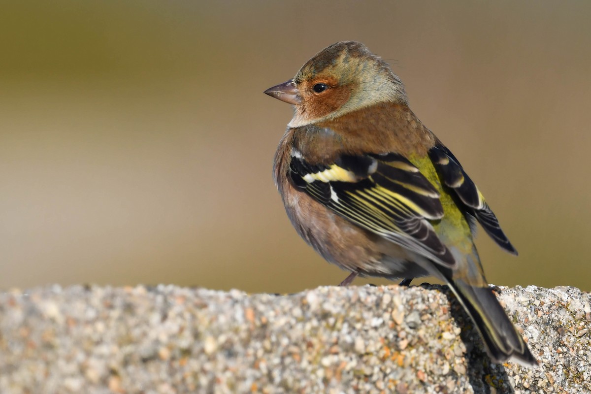 פרוש מצוי - ML644669989