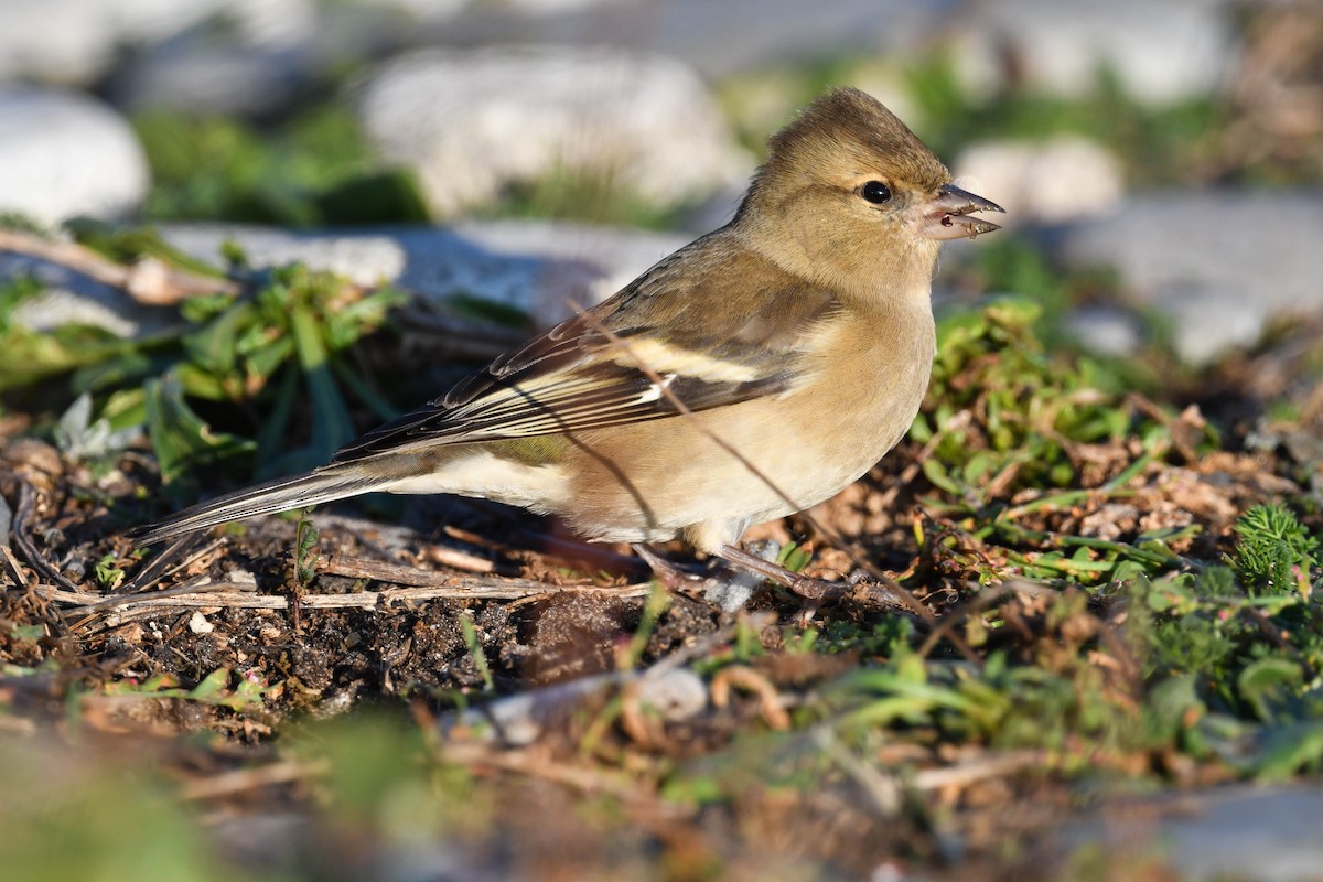 פרוש מצוי - ML644669990