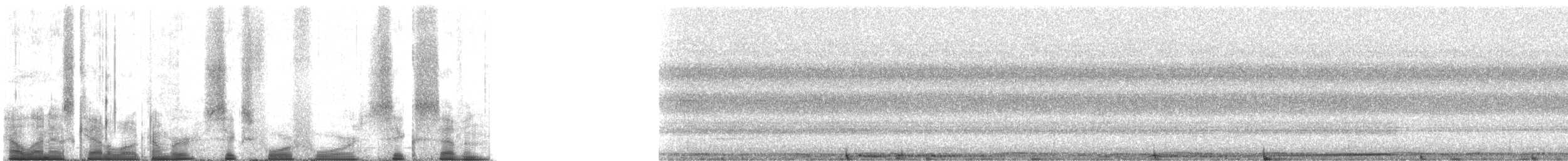 holub stříbroramenný - ML64467