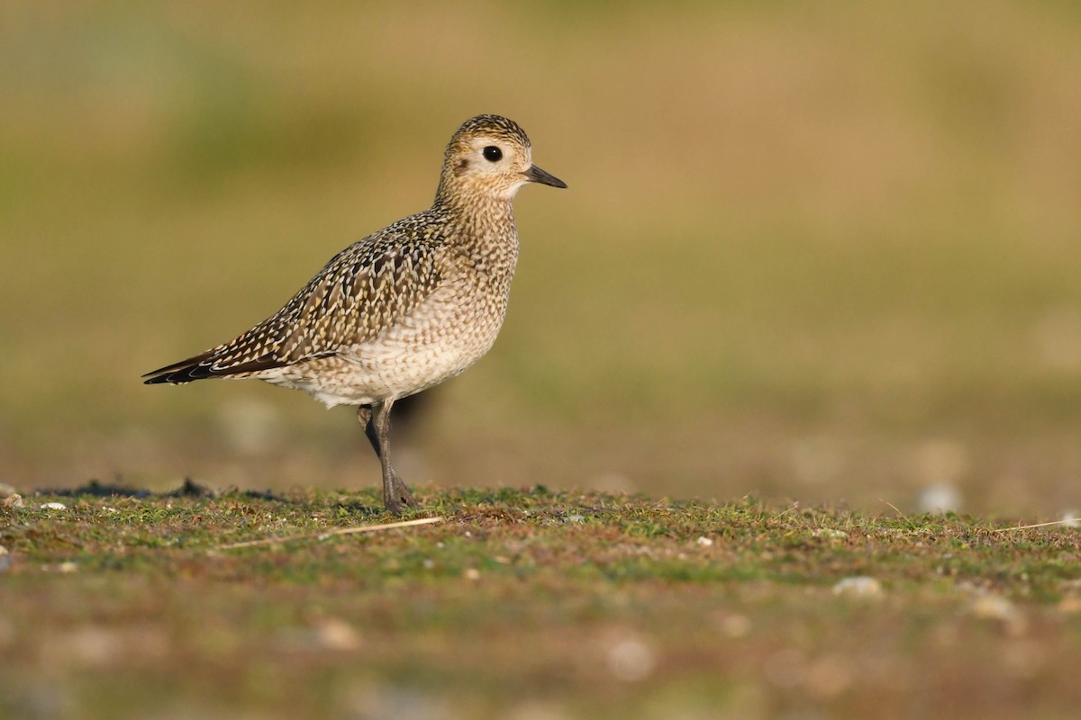 European Golden-Plover - ML644670005