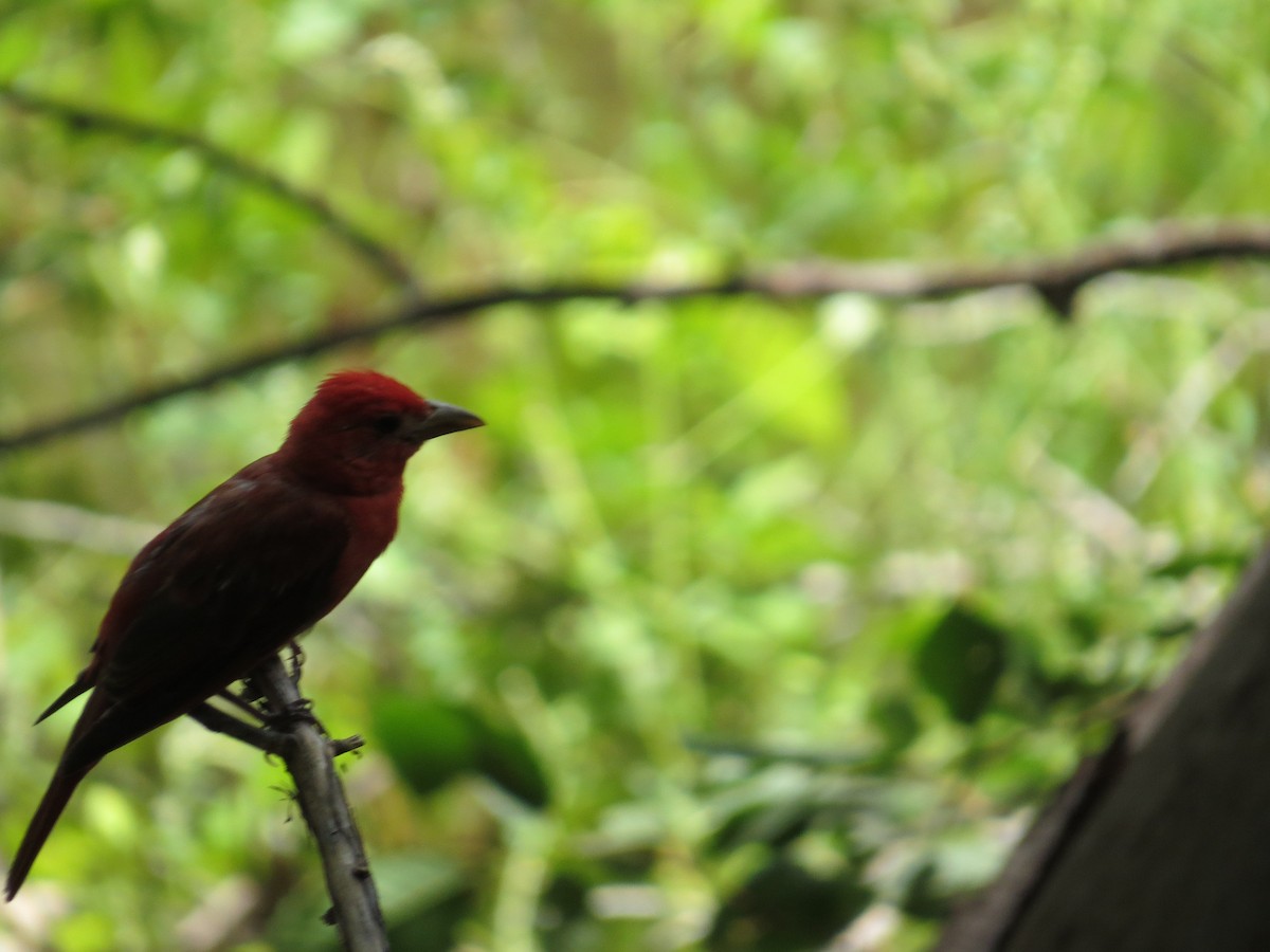 Summer Tanager - ML64467001