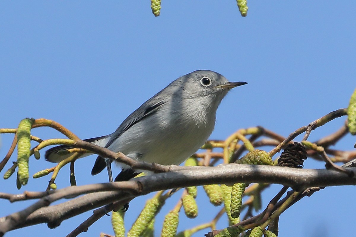 Blue-gray Gnatcatcher - ML644670014