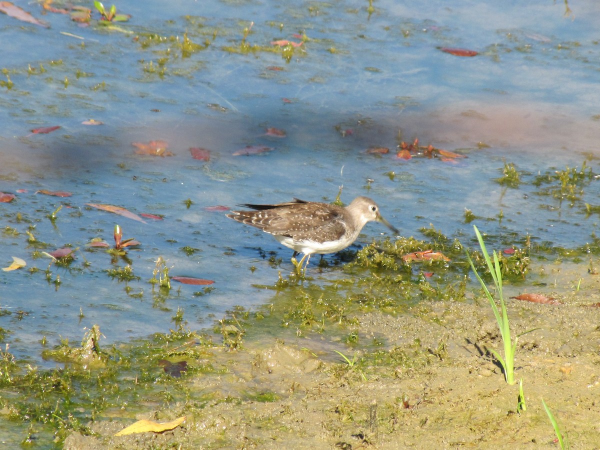 Solitary Sandpiper - ML644670017
