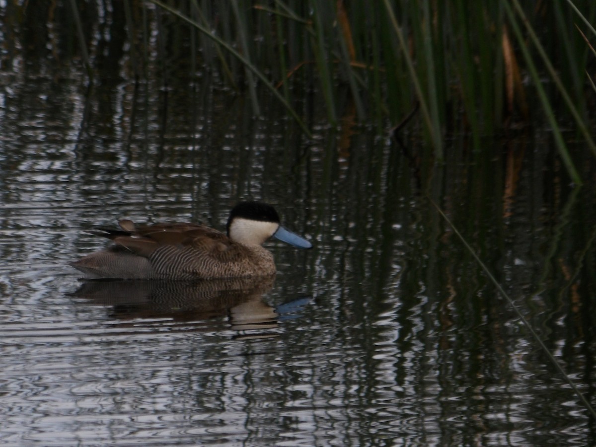 Puna Teal - ML644670039