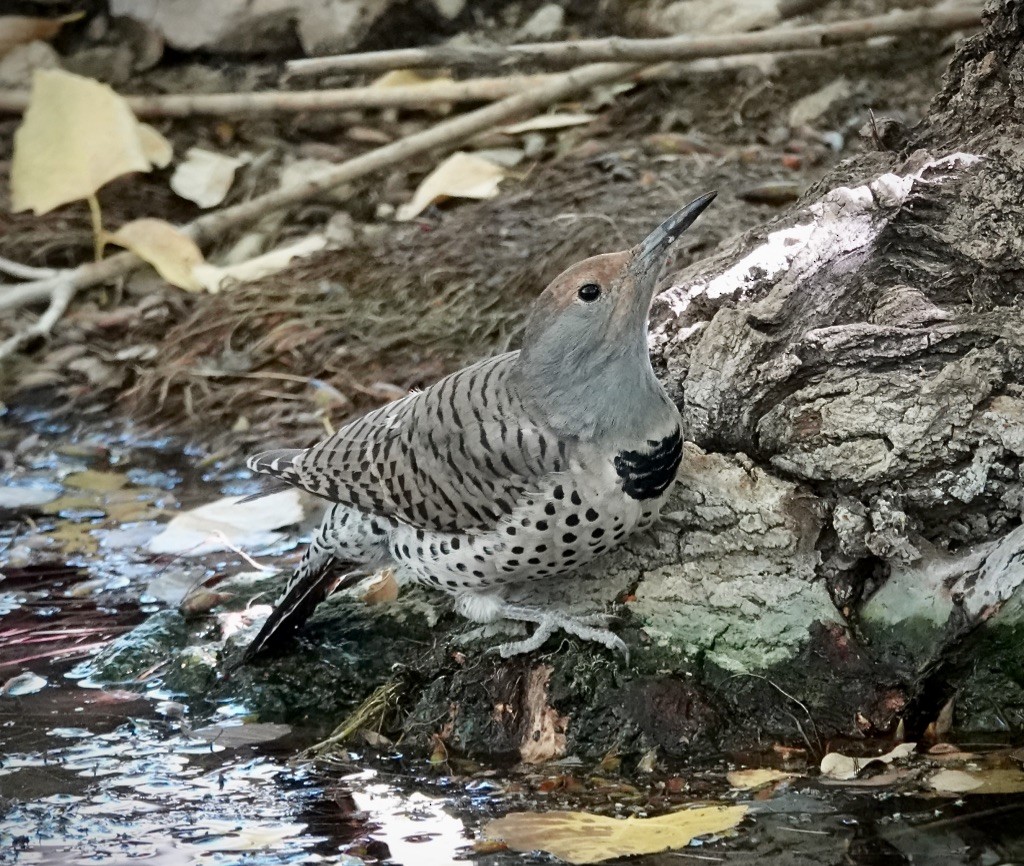 Northern Flicker (Red-shafted) - ML644670042
