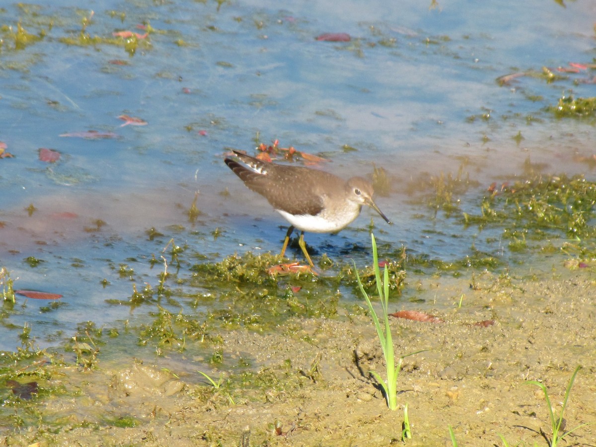 Solitary Sandpiper - ML644670044