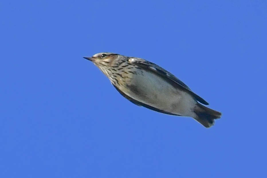 Wood Lark - ML644670046