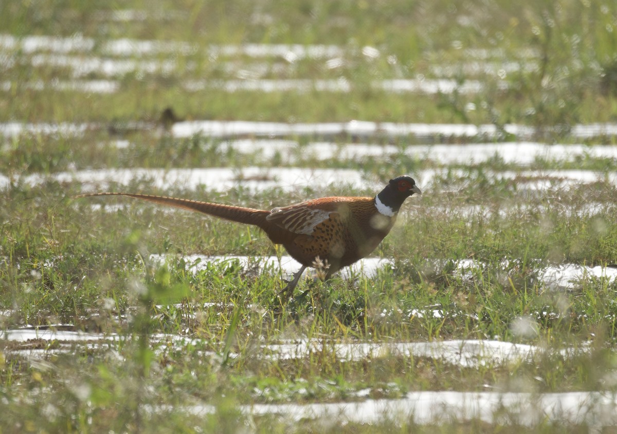 Faisan de Colchide - ML644670047