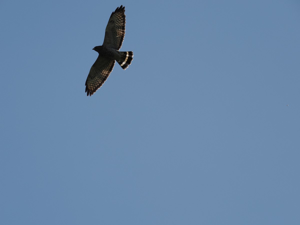 Broad-winged Hawk - ML644670068