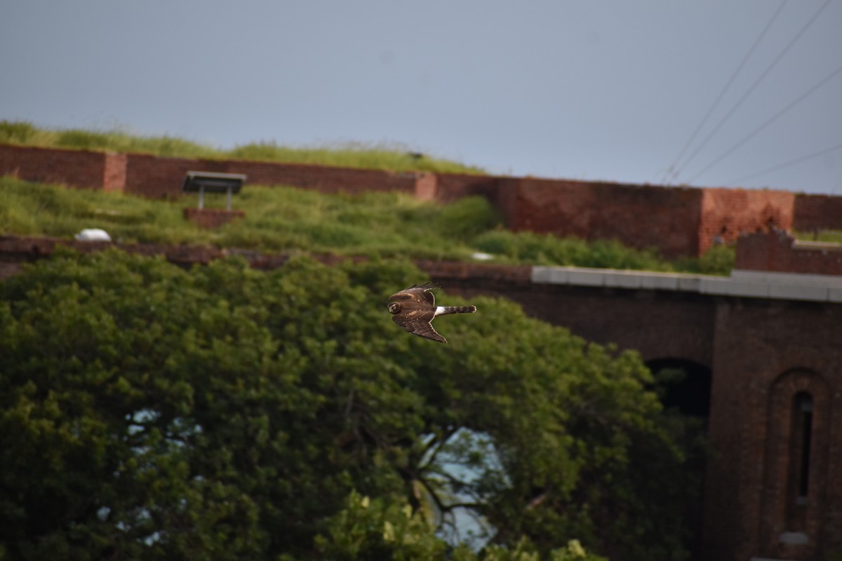 Busard des marais - ML644670069