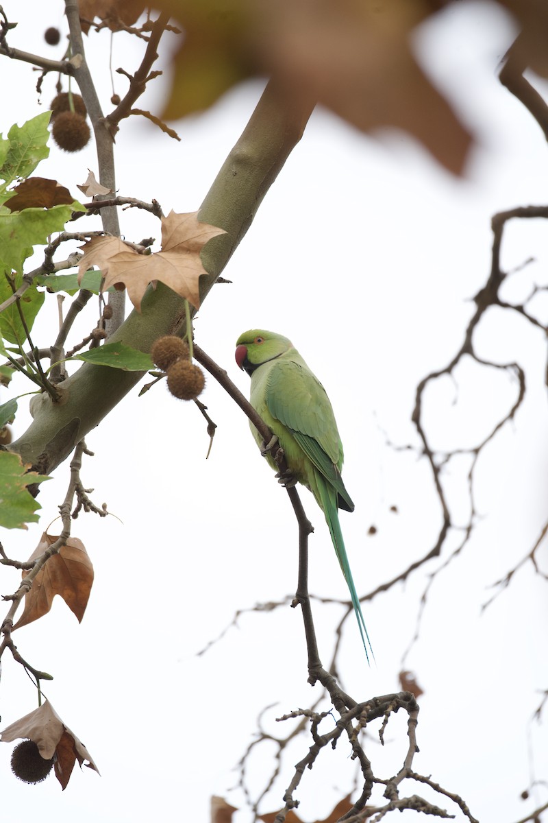 Perruche à collier - ML644670070