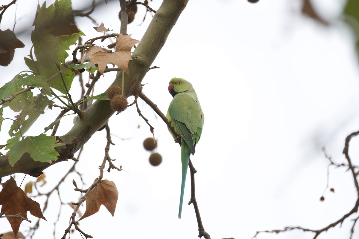 Perruche à collier - ML644670071