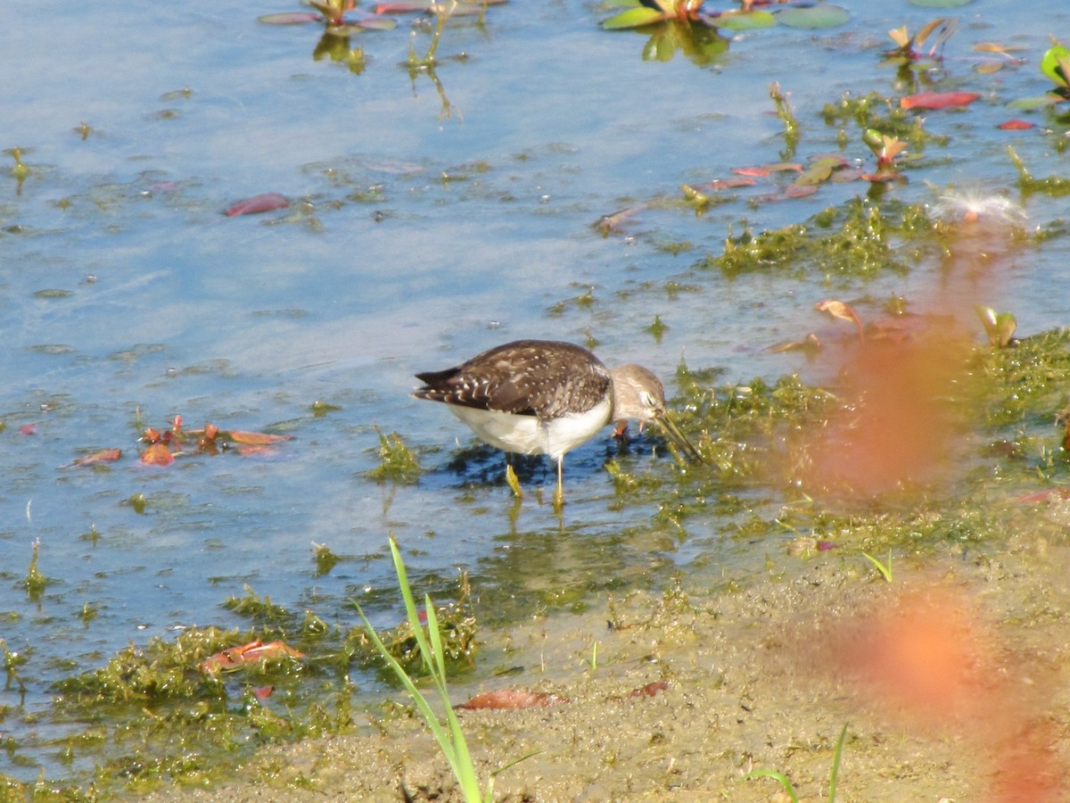 Solitary Sandpiper - ML644670072