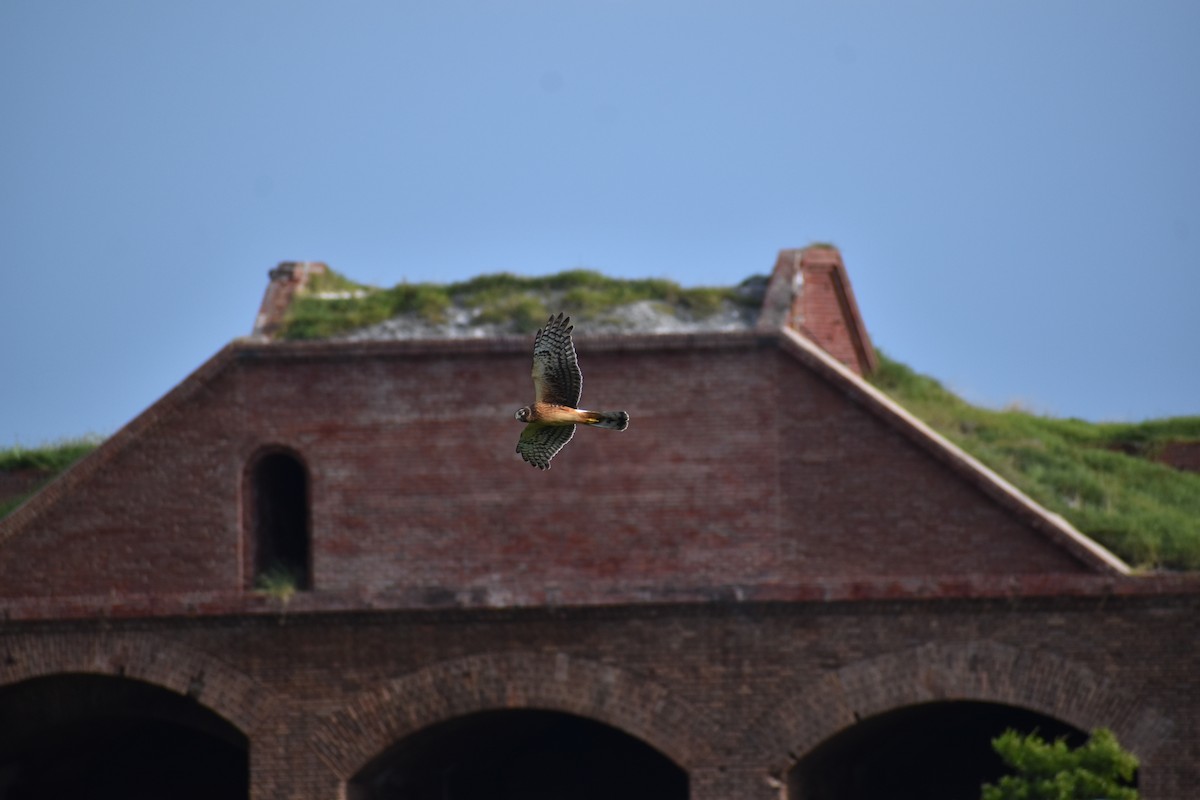 Busard des marais - ML644670074