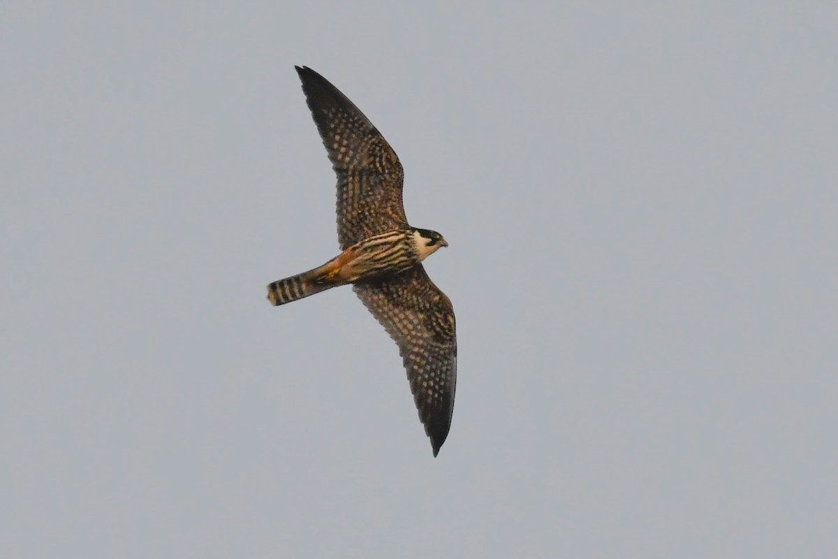 Eurasian Hobby - ML644670075