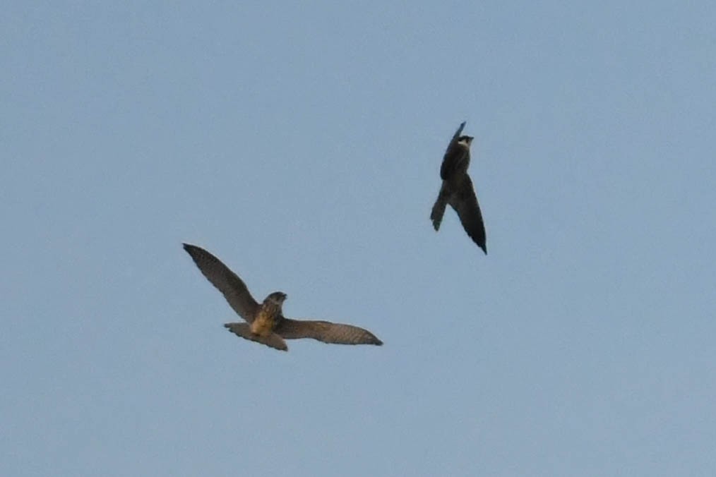 Eurasian Hobby - ML644670076