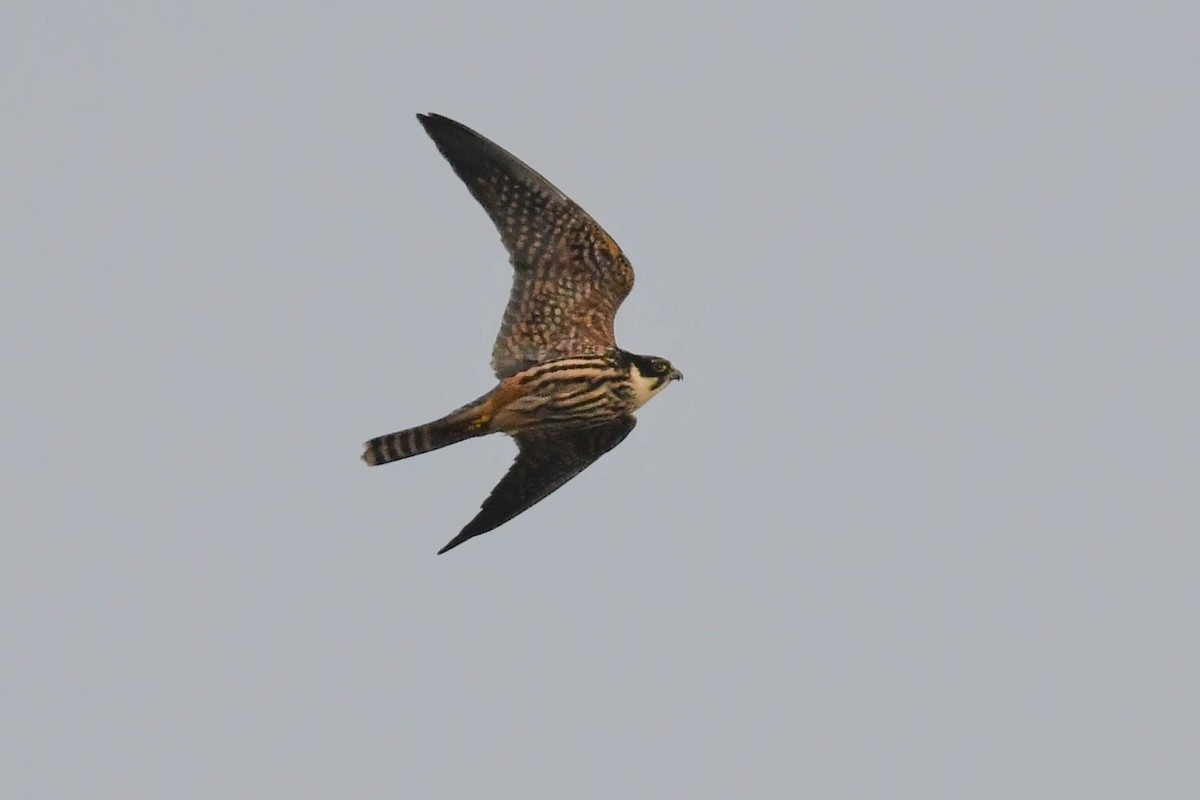 Eurasian Hobby - ML644670077
