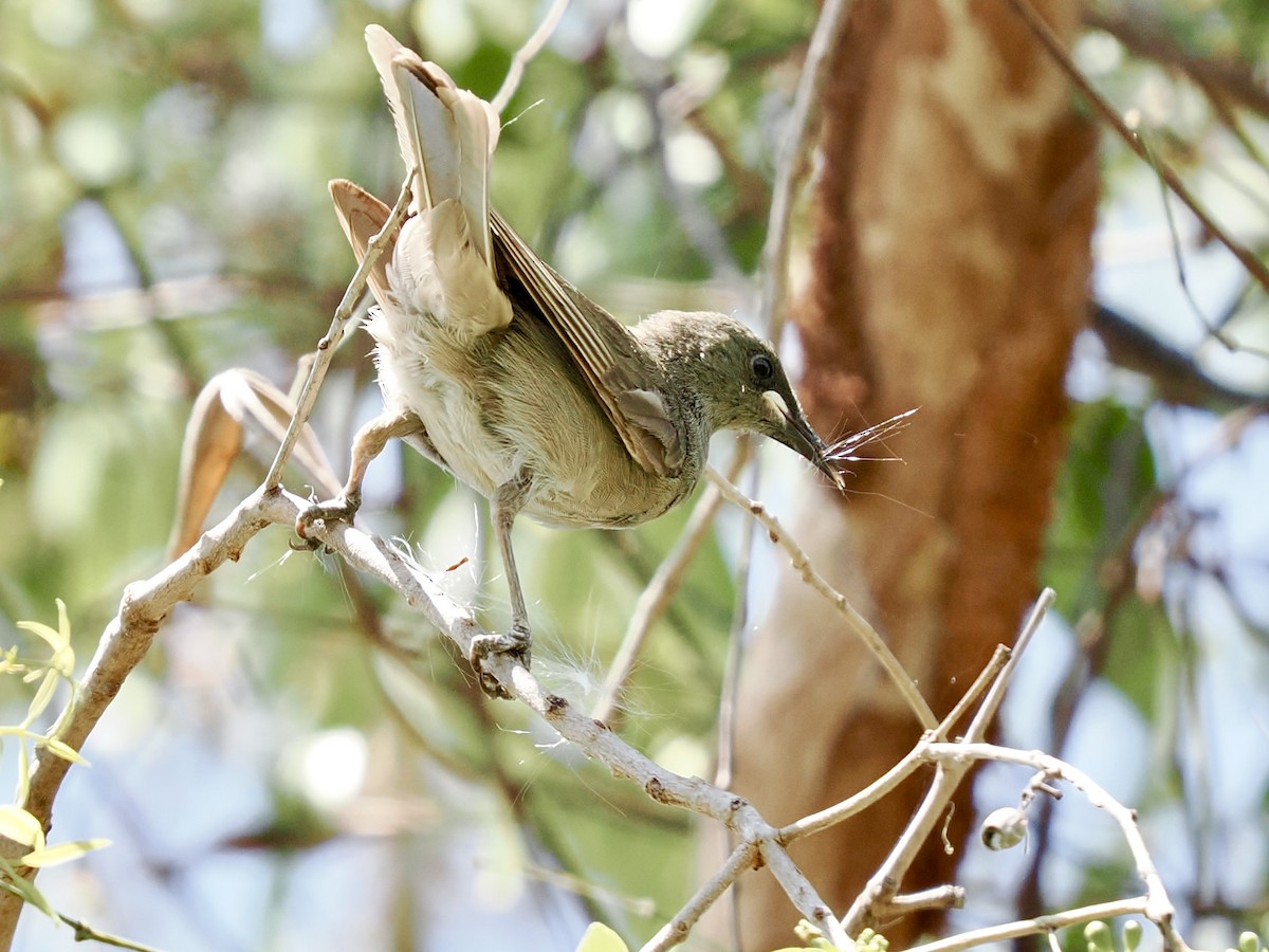 White-gaped Honeyeater - ML644670079
