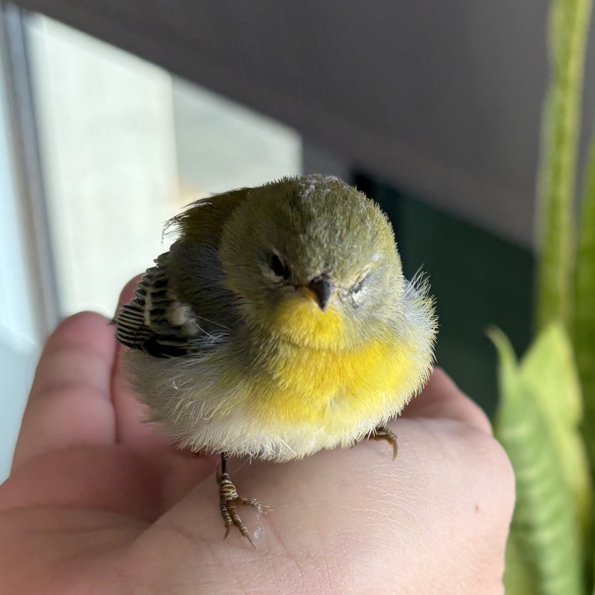 lesňáček lišejníkový - ML644670088