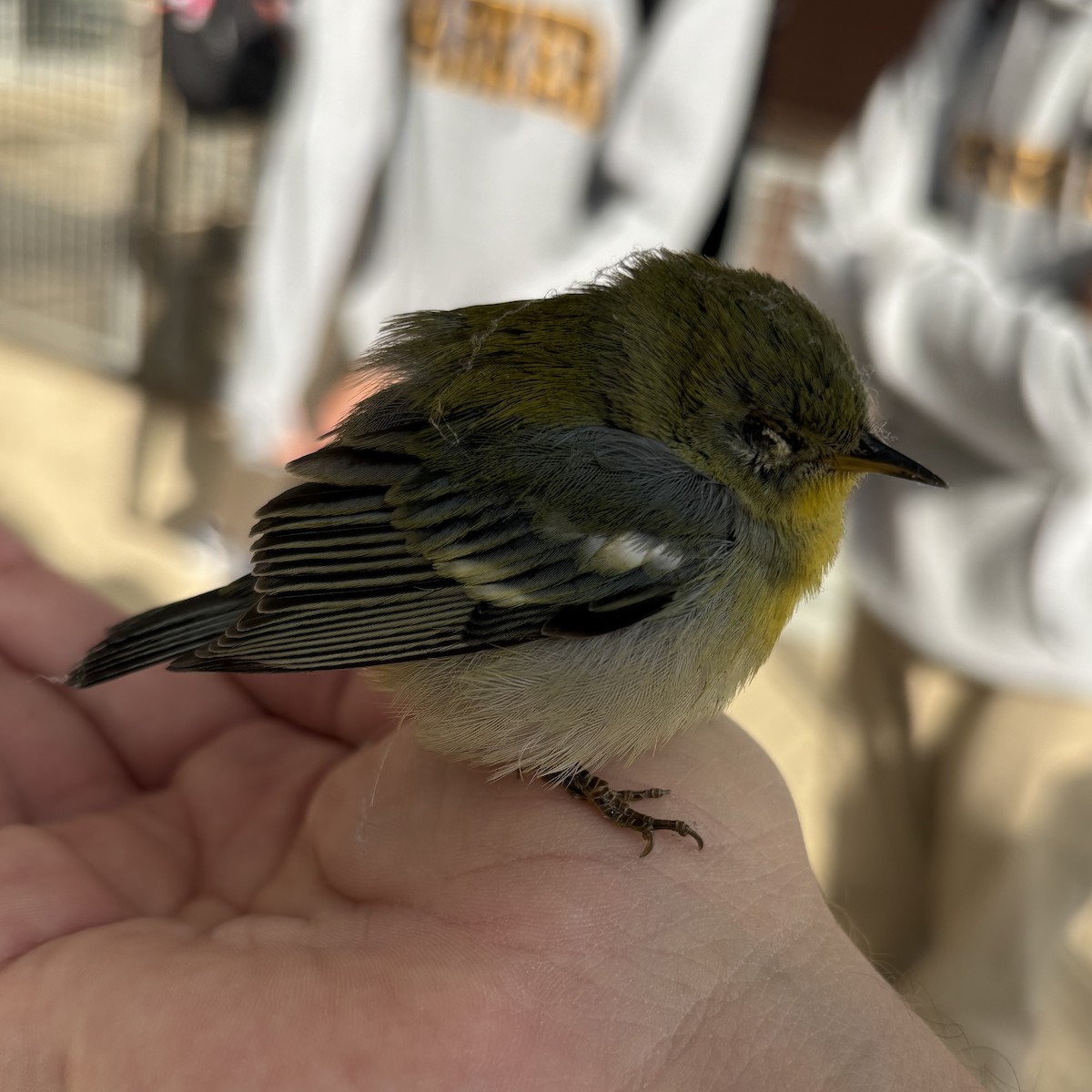 lesňáček lišejníkový - ML644670089