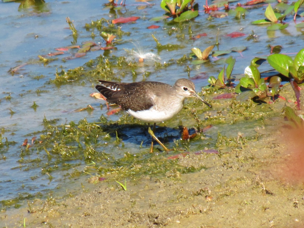 Solitary Sandpiper - ML644670104