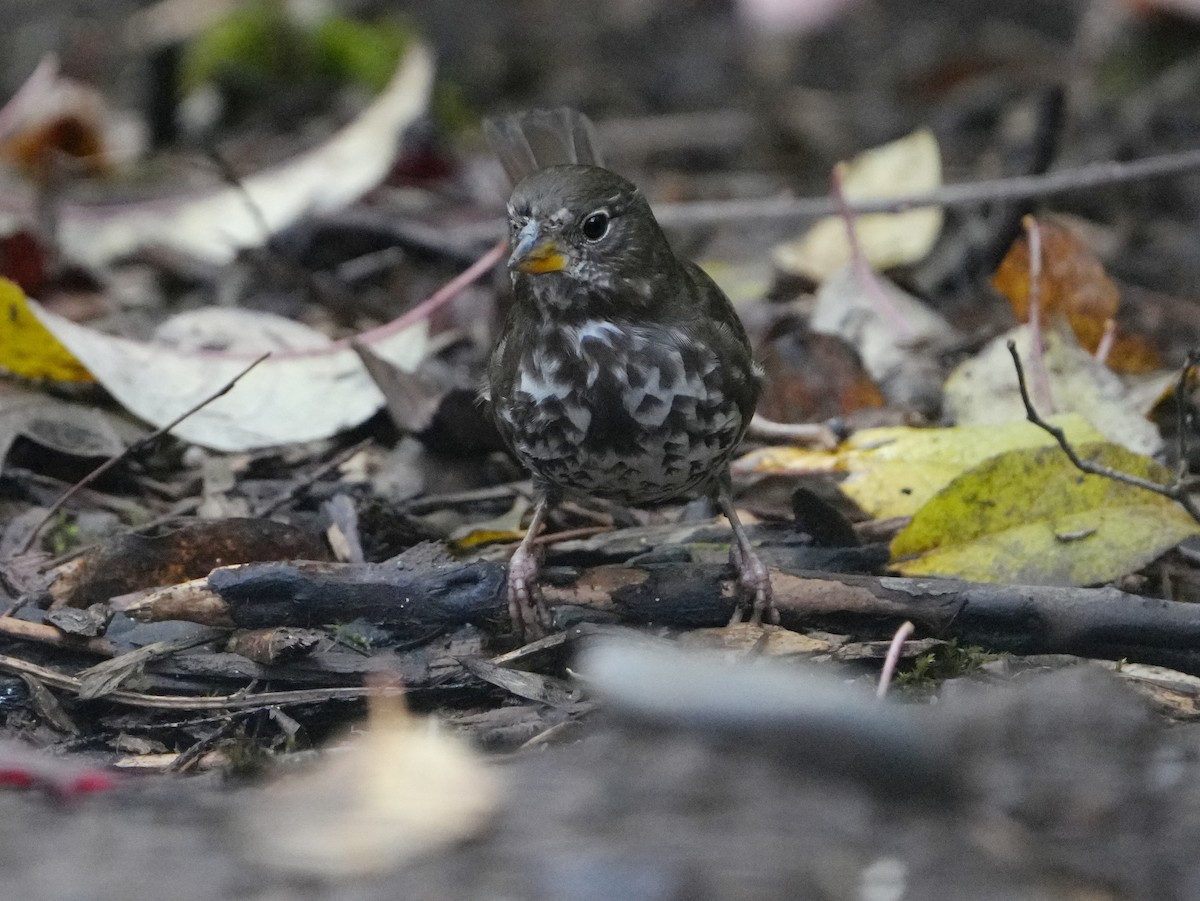 strnadec kaštanový - ML644670105