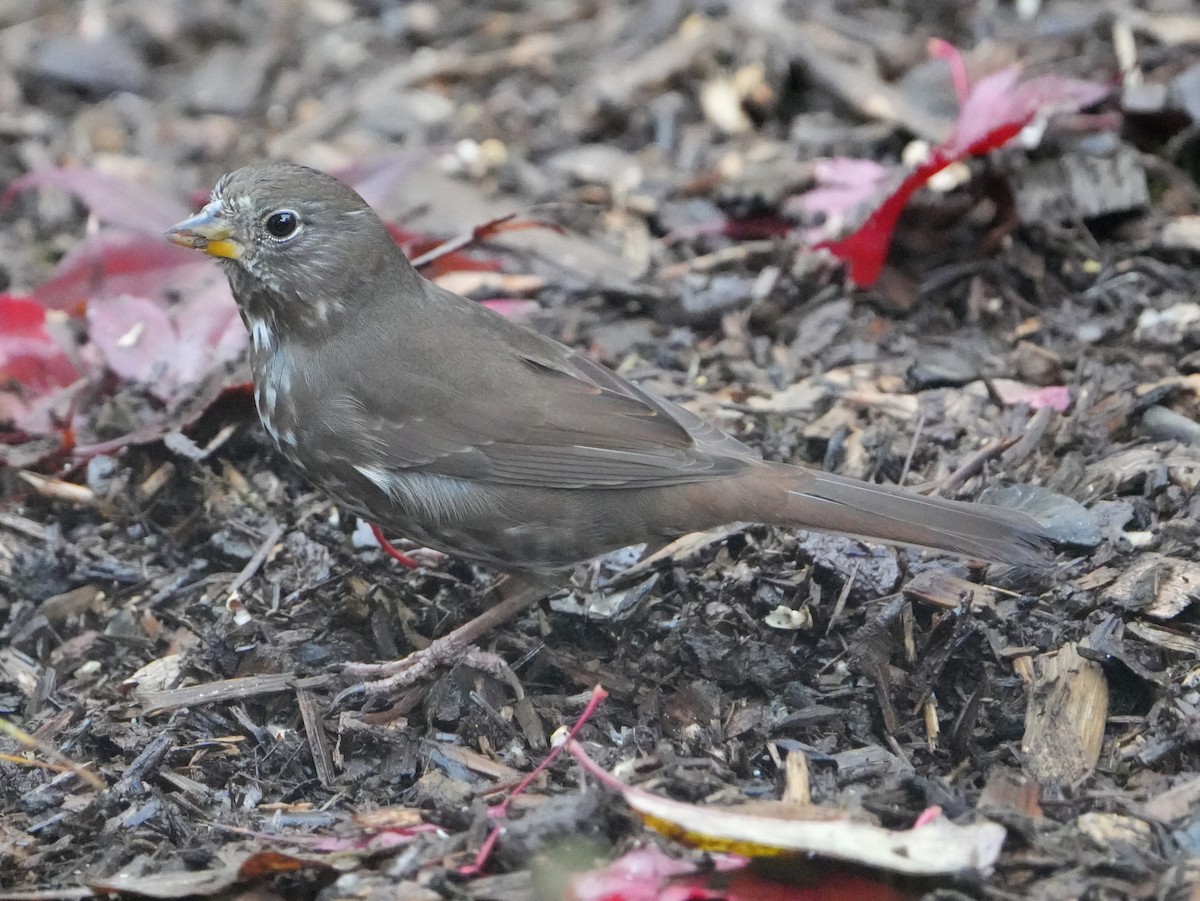 strnadec kaštanový - ML644670106