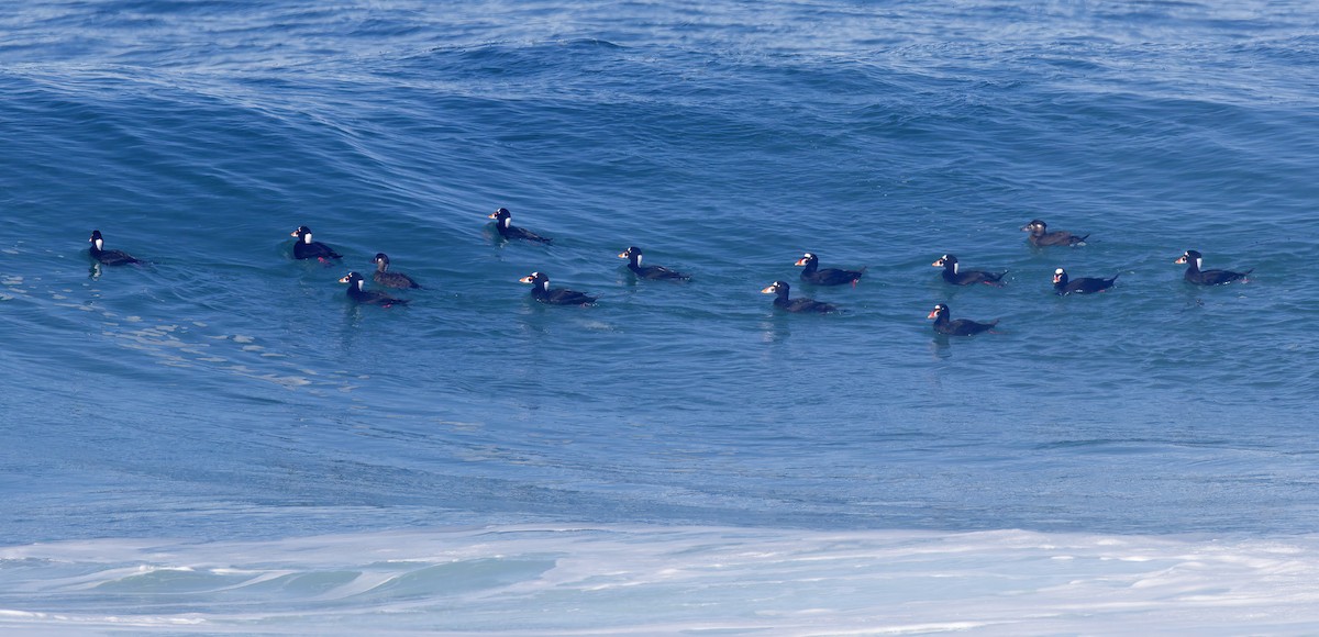 Surf Scoter - ML644670107