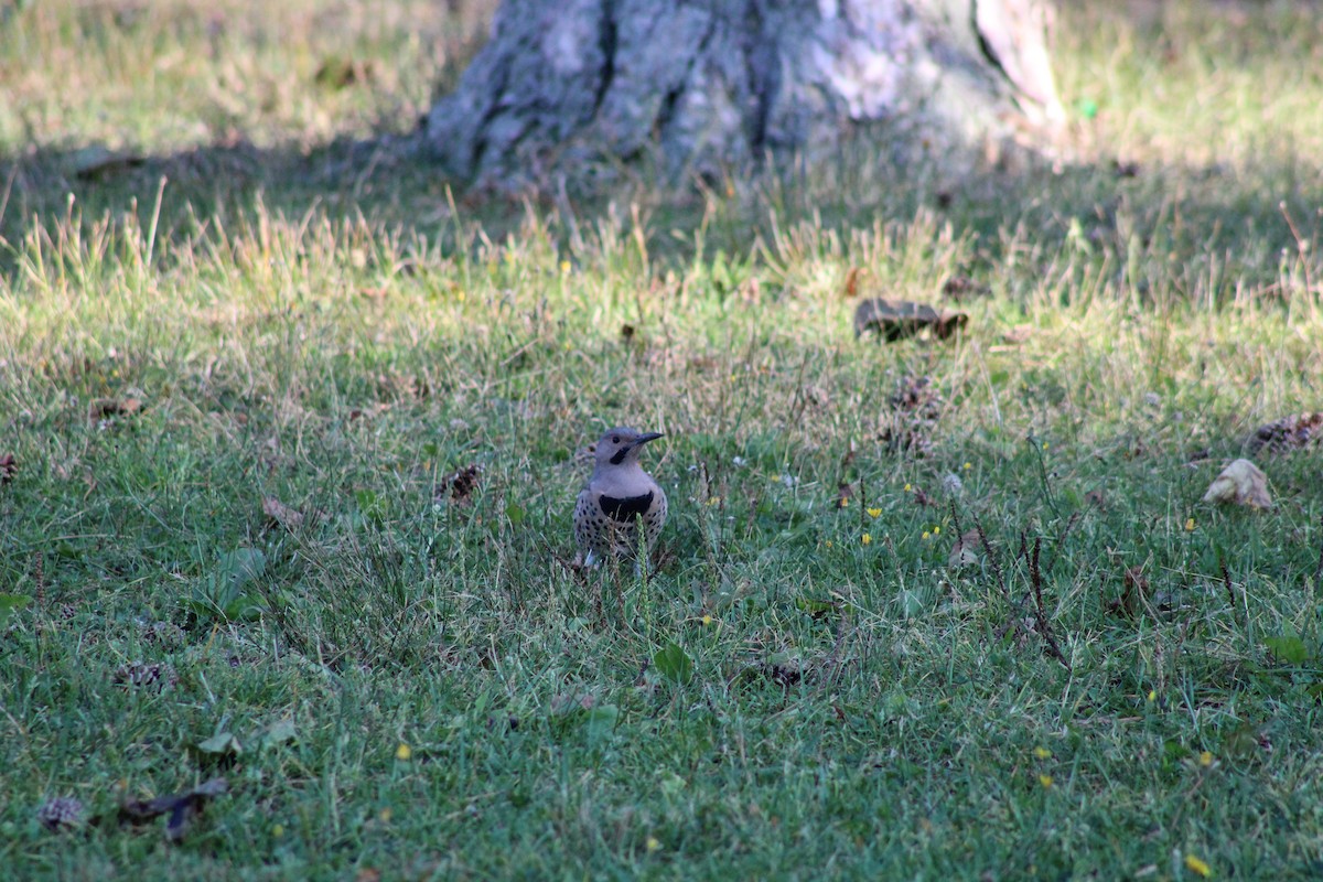 Northern Flicker - ML644670108