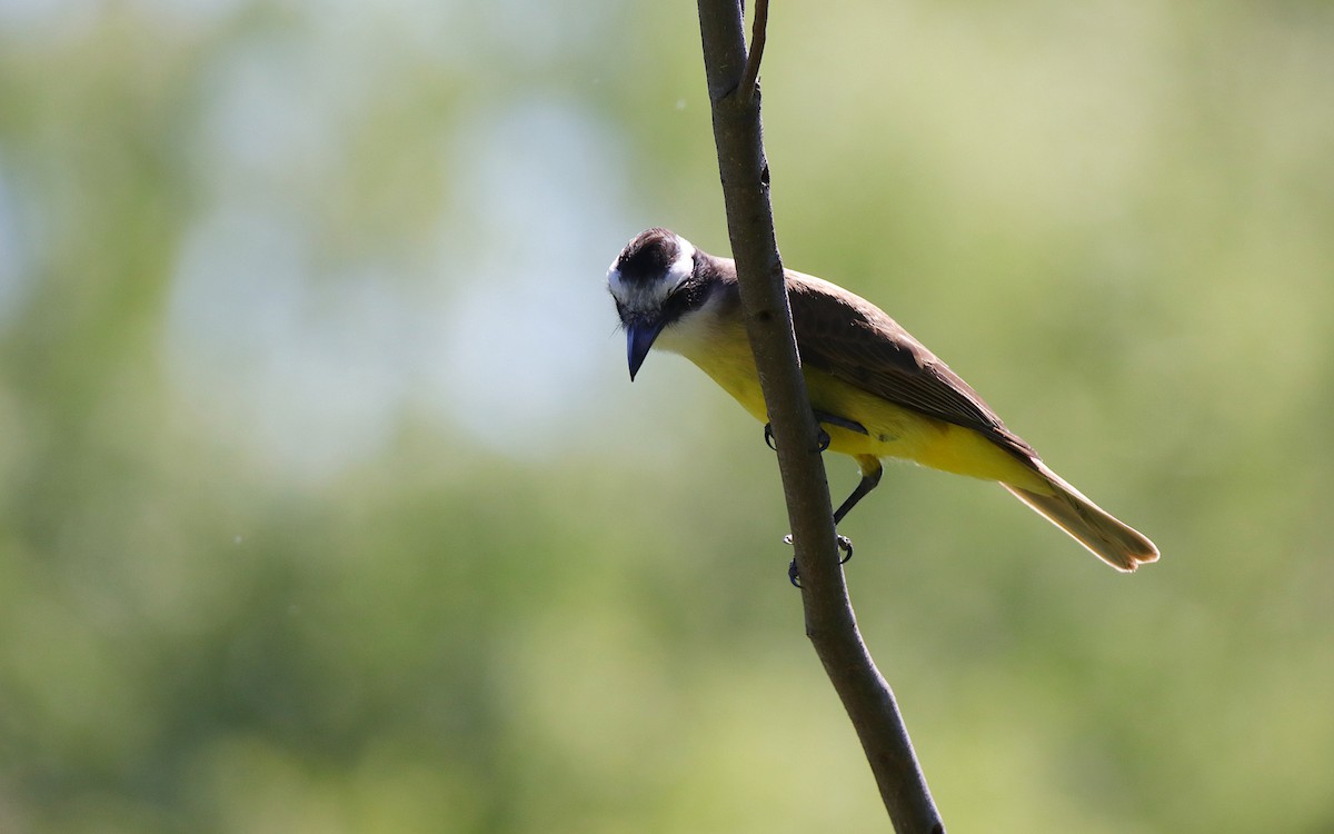Great Kiskadee - ML644670109