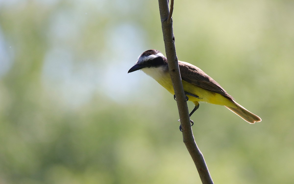 Great Kiskadee - ML644670110