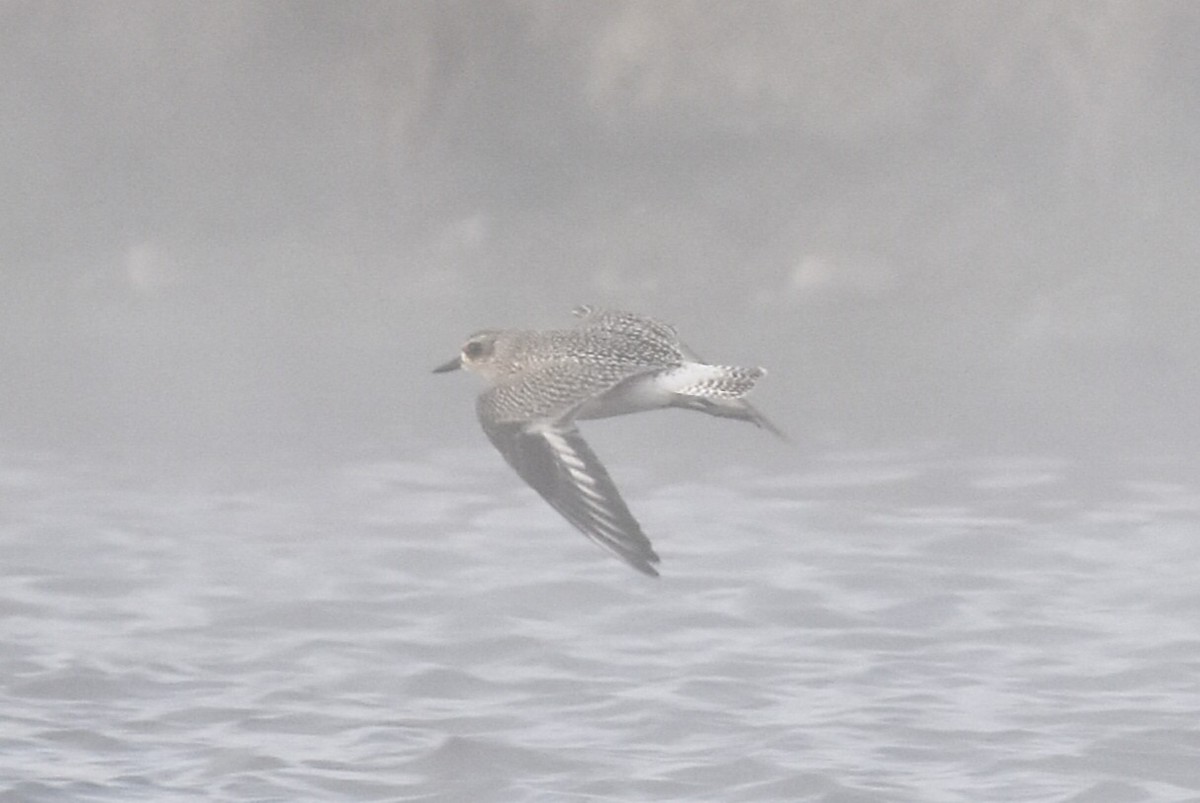 Black-bellied Plover - ML644670112
